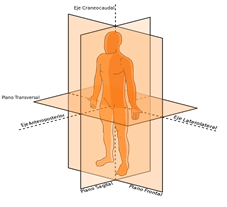 A person's body with a black background

Description automatically generated with medium confidence