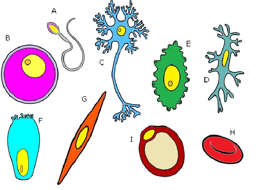 Imagens da diversidade morfológica de células eucarióticas do corpo humano.