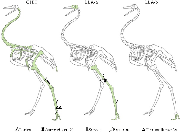 Esquema gráfico del esqueleto de Rhea donde se observan los elementos anatómicos identificados.